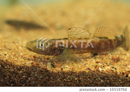 Ukoli Ukoli 10319768