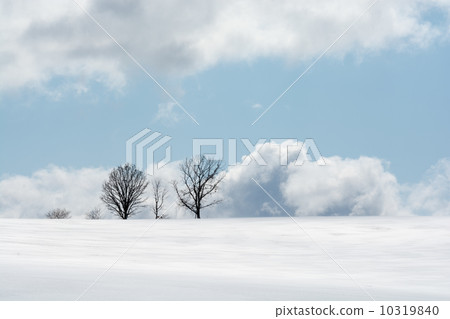 在山上的三棵樹 10319840