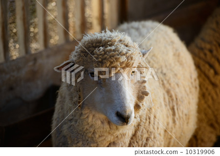 一隻羊 一隻羊 10319906