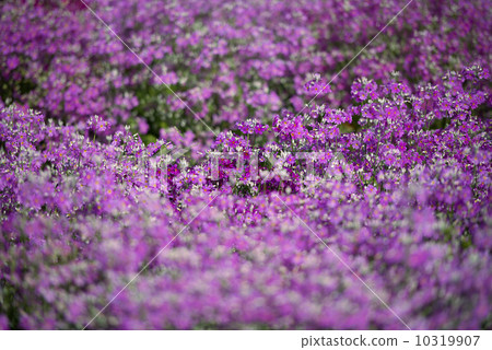紫花 10319907