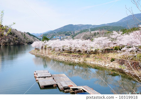 Cherry blossom trees on Enakyo 10319918