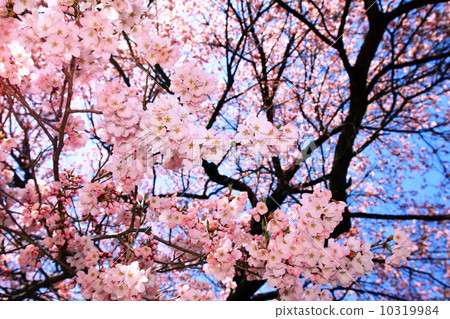 Taka Too Higanzakura 10319984