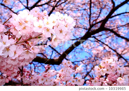 Many cherry blossoms 10319985