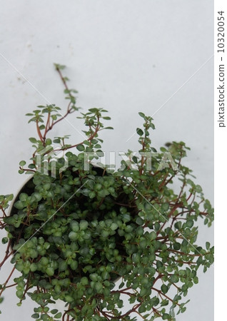 Wire plants 10320054