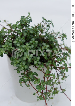 Wire plants 10320109