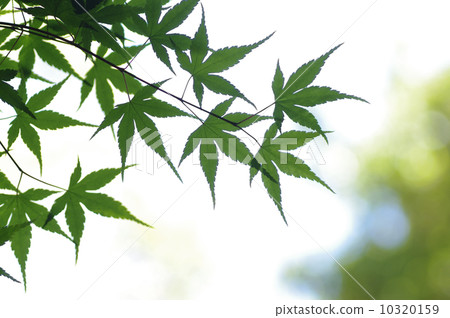 綠色秋葉生態圖像較少的邊緣 10320159