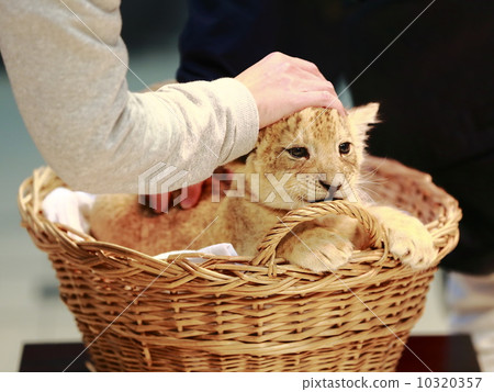 Lion's baby Lion's baby 10320357