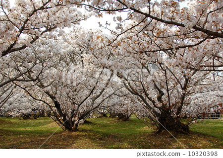 Ninna-ji Temple cherry blossoms 10320398