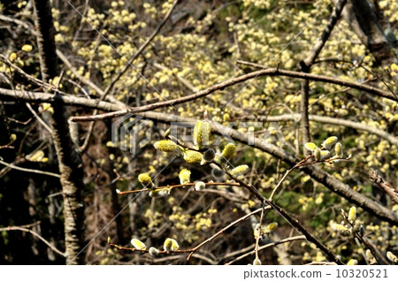 Bako Yanagi Bako Yanagi 10320521