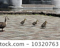 Walking parent and child of karmala 10320763