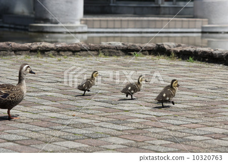 Walking parent and child of karmala 10320763