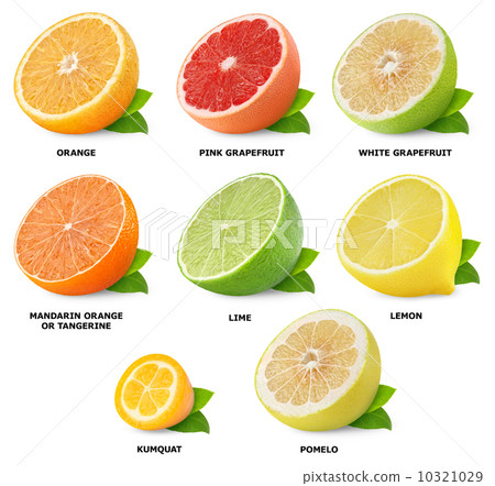 Citrus fruits collection 10321029