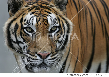 孟加拉虎（Kamene動物園） 10321296