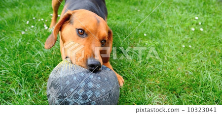 Wide closeup shot of the cute playful young dog playing with ball 10323041