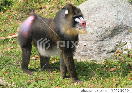 Specific animal mandrill 10323060