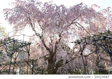 Saekou cherry tree of Kamigamo shrine Saekou cherry tree of Kamigamo shrine 10323087