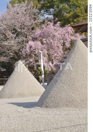 Cherry blossoms at Kamigamo Shrine 10323094