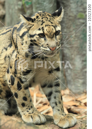 Endangered species ombuts 10323100