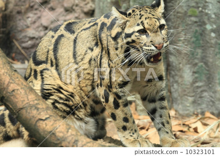 瀕危物種的ombuts 10323101