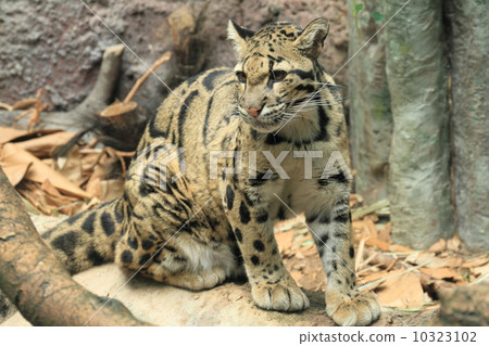 瀕危物種的ombuts 10323102