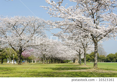 麒麟公園福岡草坪公園 10323161