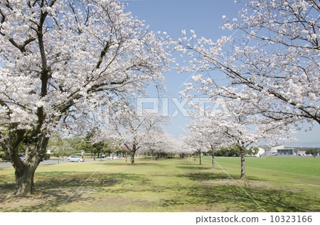 Kirin Park Fukuoka lawn park 10323166