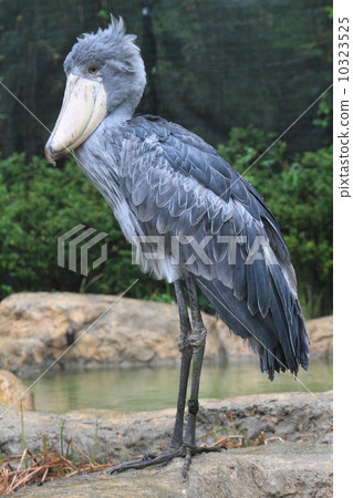 "A bird that does not move" Hasibiroko "A bird that does not move" Hasibiroko 10323525