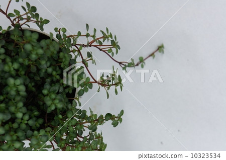 Wire plants Wire plants 10323534