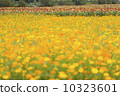 Kibana cosmos flower field 10323601