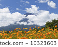 Fuji and Kibana cosmos flower garden 10323603