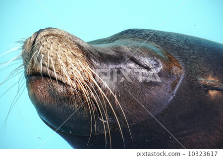 海獅睡午覺 10323617