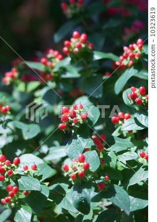 我是我女朋友的男孩Otogiri。 10323619