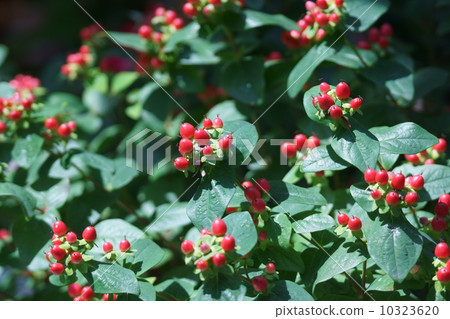 我是我女朋友的男孩Otogiri。 10323620