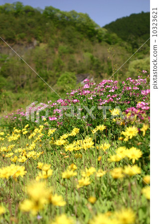 黃芪和蒲公英綻放的春天夜曲 10323621