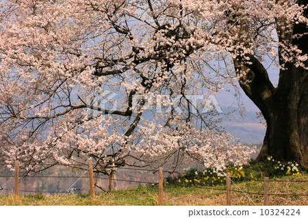 Cherry blossoms at Mizuka 10324224