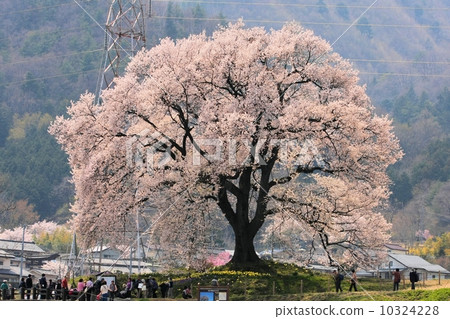 Cherry blossoms at Mizuka 10324228