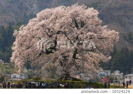 Cherry blossoms at Mizuka 10324229