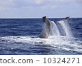 鯨魚 10324271