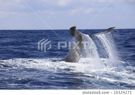 A whale A whale 10324271