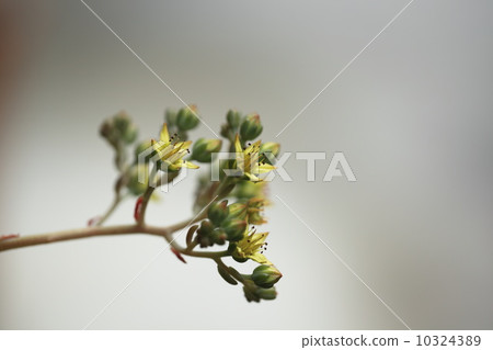 Scurrent (Snow Jade) 10324389