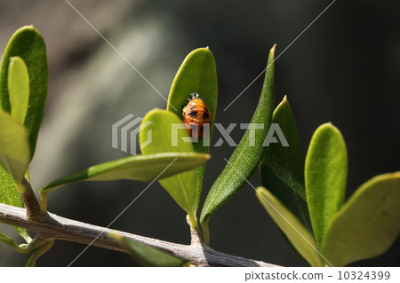 昆蟲(蛹) 昆蟲(蛹) 10324399