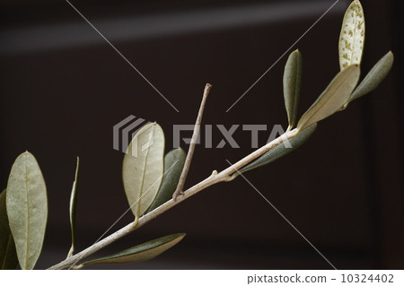 生物(Shakururimushi) 生物(Shakururimushi) 10324402