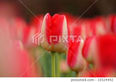 鬱金香 鬱金香 10324442