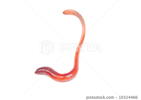 animal earth worm isolated on white background animal earth worm isolated on white background 10324466