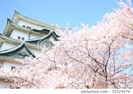4月愛知名古屋城堡·Tenso和Sakura 10324479