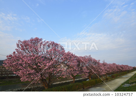 陽光櫻花 10324757