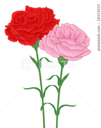 Carnation double 10325033