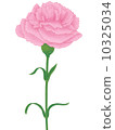 粉紅色康乃馨 10325034