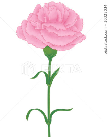 粉紅色康乃馨 粉紅色康乃馨 10325034