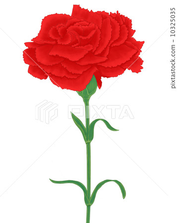 紅色康乃馨 紅色康乃馨 10325035